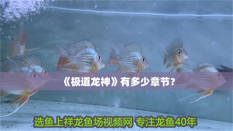 《極道龍神》有多少章節(jié)？