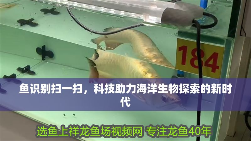 魚識別掃一掃，科技助力海洋生物探索的新時代