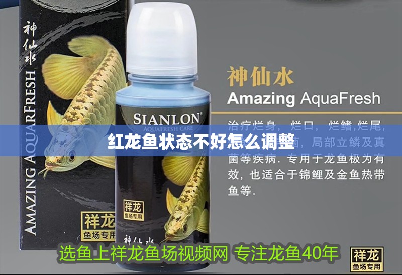 紅龍魚狀態不好怎么調整