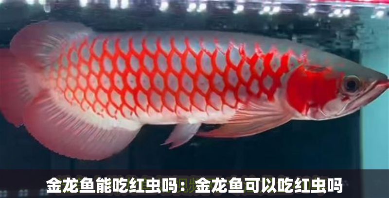 金龍魚能吃紅蟲嗎：金龍魚可以吃紅蟲嗎