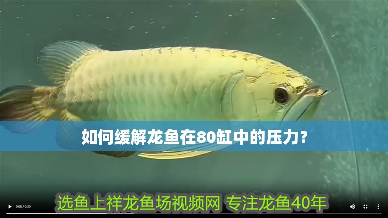 如何緩解龍魚(yú)在80缸中的壓力？