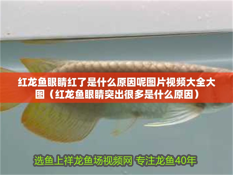 紅龍魚眼睛紅了是什么原因呢圖片視頻大全大圖（紅龍魚眼睛突出很多是什么原因）