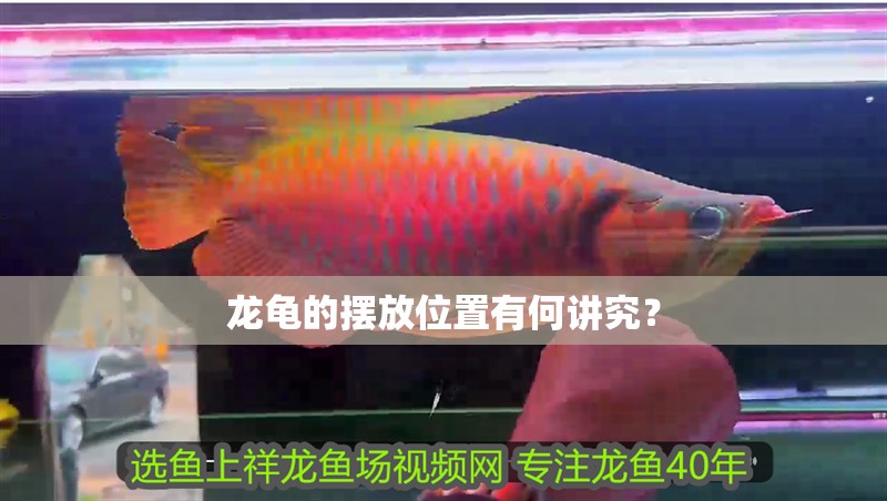 龍龜的擺放位置有何講究？