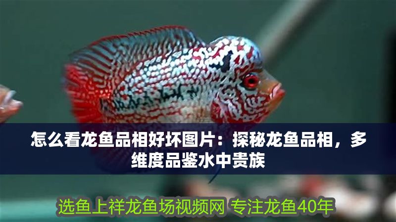 怎么看龍魚品相好壞圖片：探秘龍魚品相，多維度品鑒水中貴族