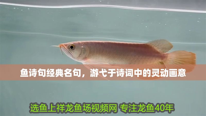魚詩句經(jīng)典名句，游弋于詩詞中的靈動畫意