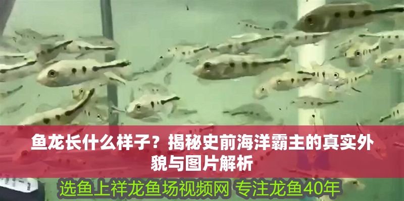 魚龍長什么樣子？揭秘史前海洋霸主的真實外貌與圖片解析