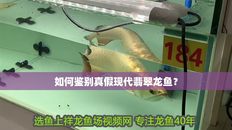 如何鑒別真假現代翡翠龍魚？