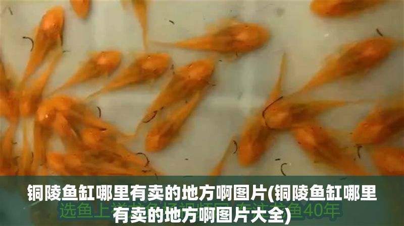 銅陵魚缸哪里有賣的地方啊圖片(銅陵魚缸哪里有賣的地方啊圖片大全)