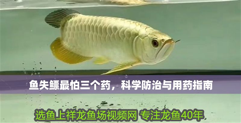 魚失鰾最怕三個藥，科學防治與用藥指南