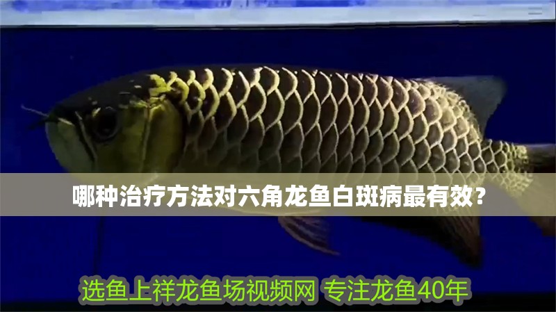 哪種治療方法對六角龍魚白斑病最有效？