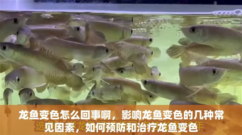 龍魚變色怎么回事啊，影響龍魚變色的幾種常見因素，如何預防和治療龍魚變色
