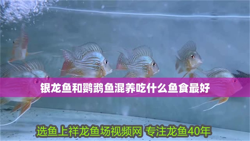 銀龍魚和鸚鵡魚混養(yǎng)吃什么魚食最好