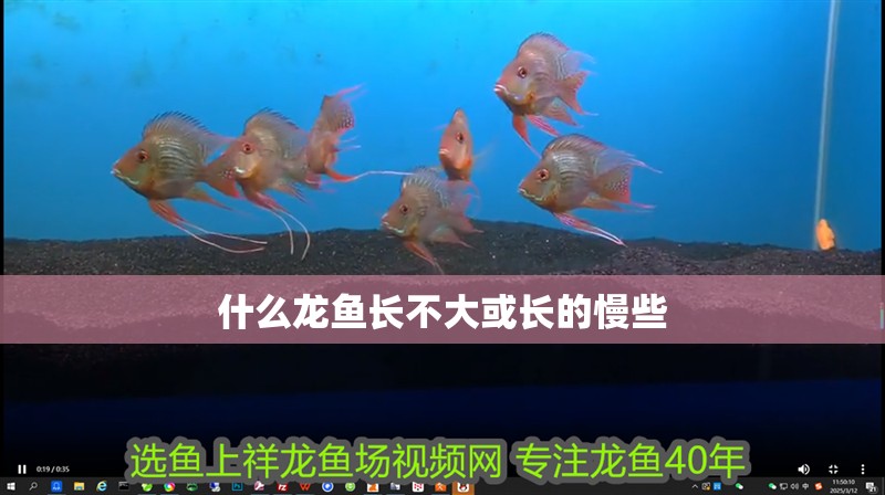 什么龍魚長不大或長的慢些