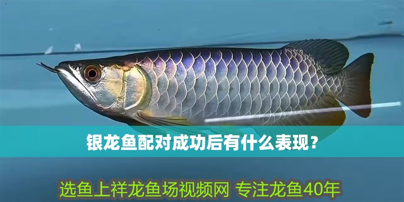 銀龍魚配對成功后有什么表現？