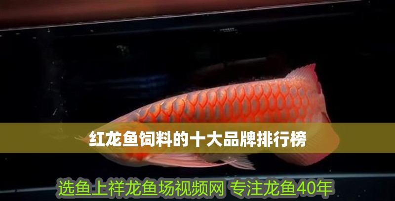 紅龍魚飼料的十大品牌排行榜