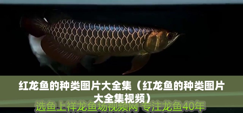 紅龍魚(yú)的種類(lèi)圖片大全集（紅龍魚(yú)的種類(lèi)圖片大全集視頻）