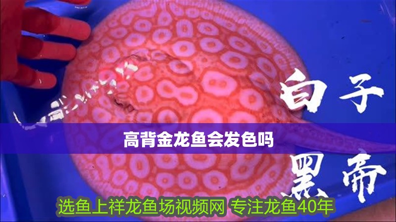 高背金龍魚會發(fā)色嗎