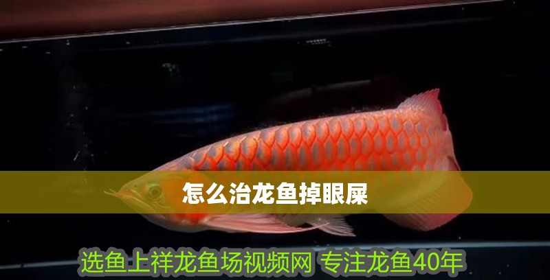 怎么治龍魚掉眼屎