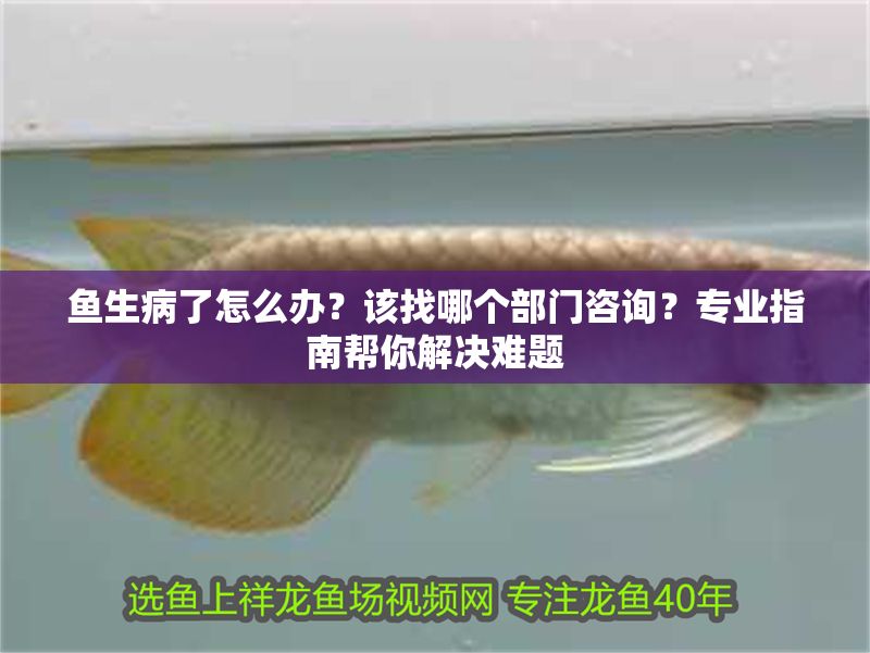 魚生病了怎么辦？該找哪個部門咨詢？專業指南幫你解決難題