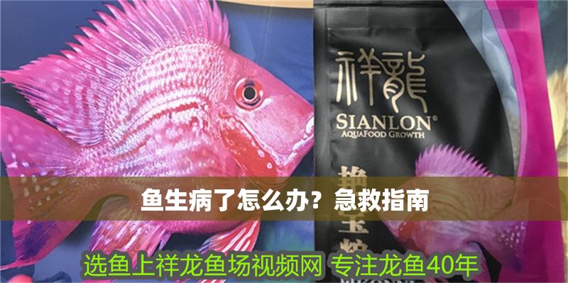 魚生病了怎么辦？急救指南 魚生病了怎么辦？急救指南 龍魚百科 第1張
