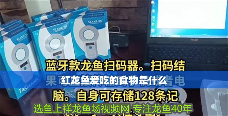 紅龍魚愛吃的食物是什么