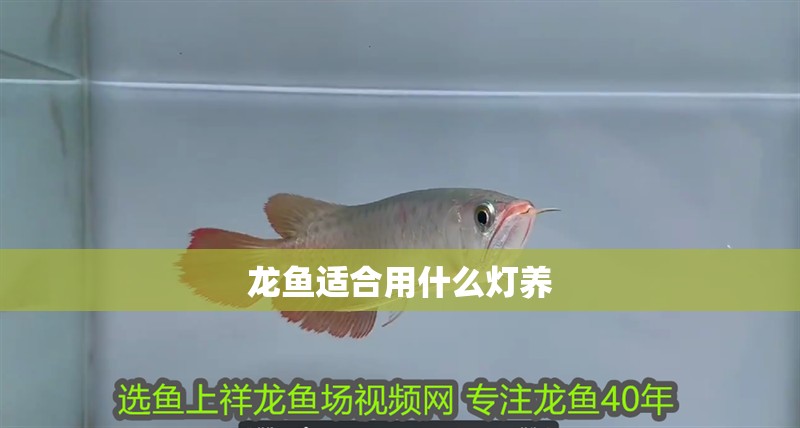 龍魚適合用什么燈養
