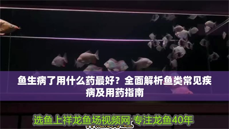 魚(yú)生病了用什么藥最好？全面解析魚(yú)類(lèi)常見(jiàn)疾病及用藥指南