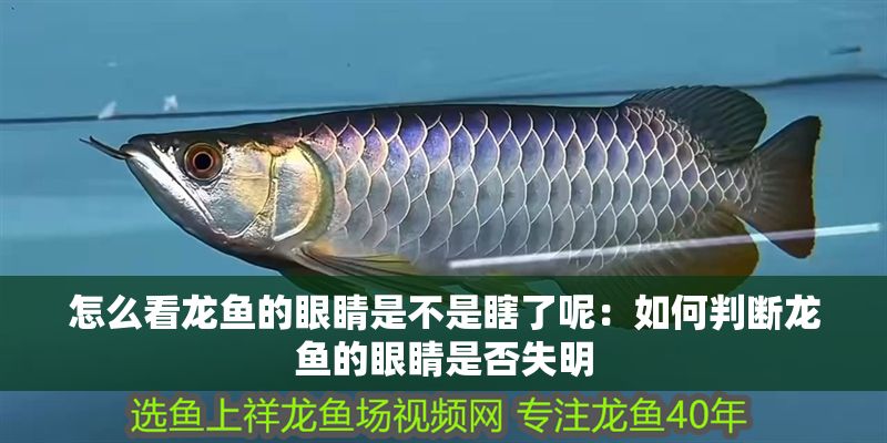 怎么看龍魚的眼睛是不是瞎了呢：如何判斷龍魚的眼睛是否失明