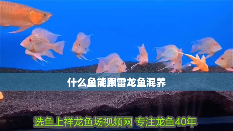 什么魚能跟雷龍魚混養(yǎng)