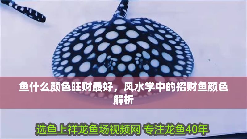 魚什么顏色旺財最好，風水學中的招財魚顏色解析