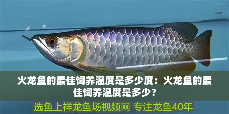 火龍魚的最佳飼養(yǎng)溫度是多少度：火龍魚的最佳飼養(yǎng)溫度是多少？