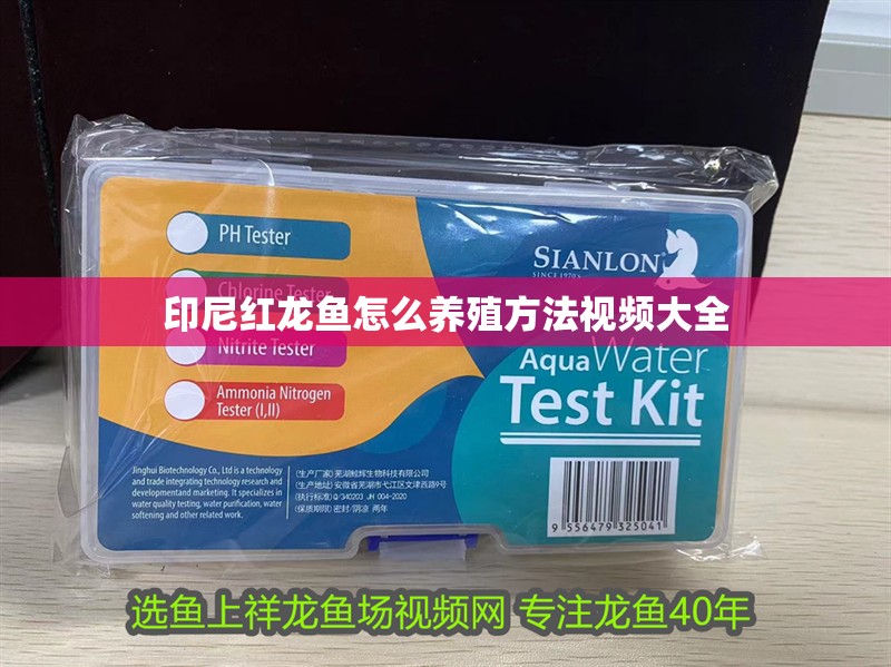 印尼紅龍魚怎么養殖方法視頻大全