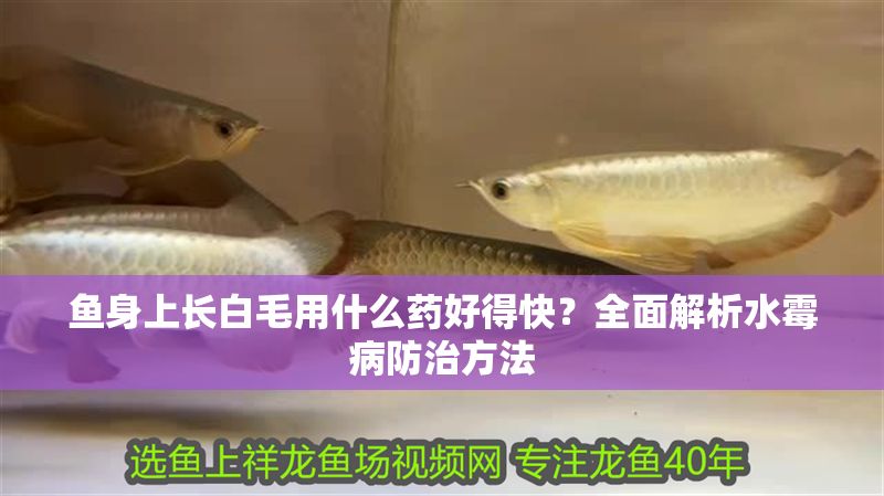 魚身上長白毛用什么藥好得快？全面解析水霉病防治方法