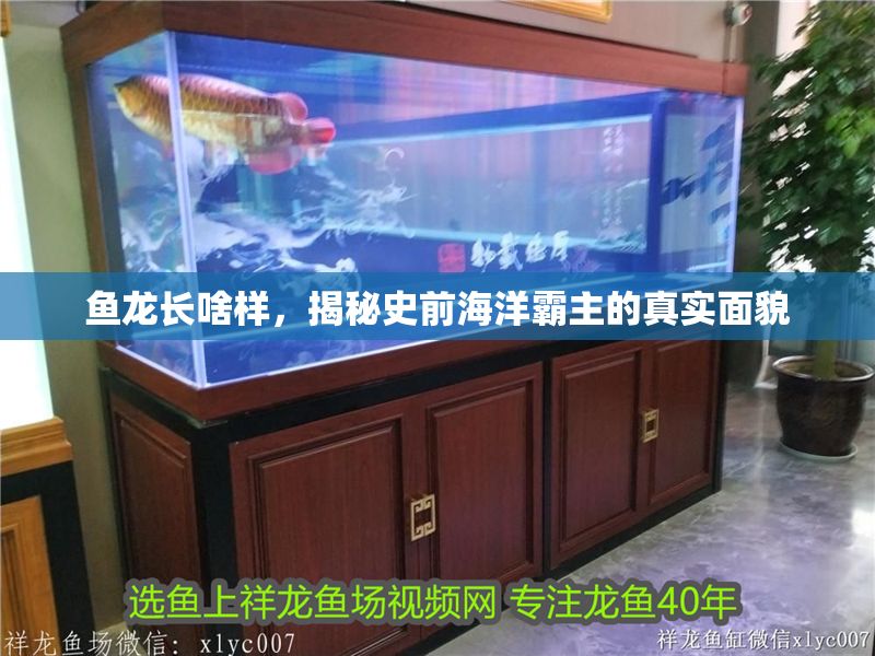 魚龍長(zhǎng)啥樣，揭秘史前海洋霸主的真實(shí)面貌