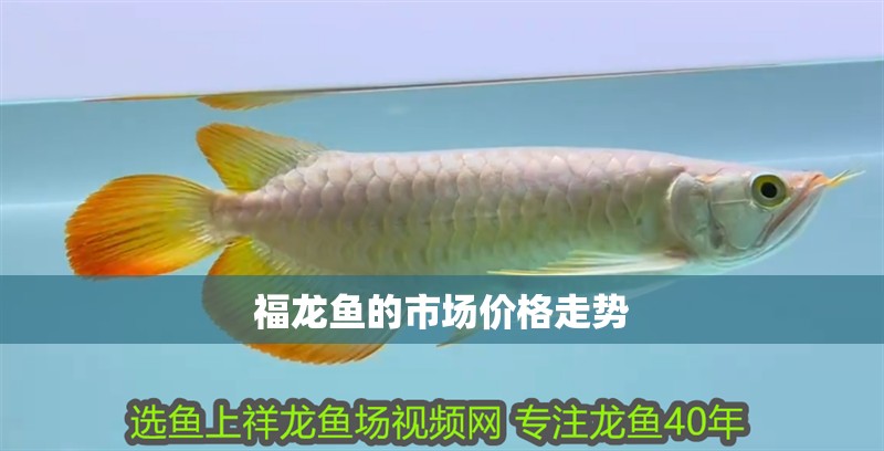 福龍魚(yú)的市場(chǎng)價(jià)格走勢(shì)