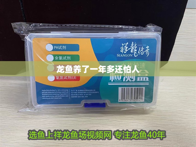 龍魚養了一年多還怕人