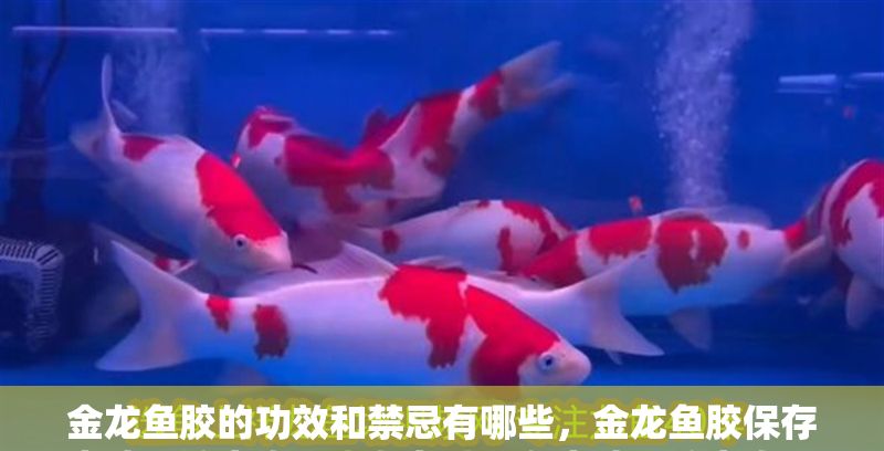 金龍魚膠的功效和禁忌有哪些，金龍魚膠保存方法及注意事項金龍魚膠保存方法及注意事項