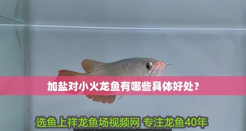 加鹽對(duì)小火龍魚有哪些具體好處？