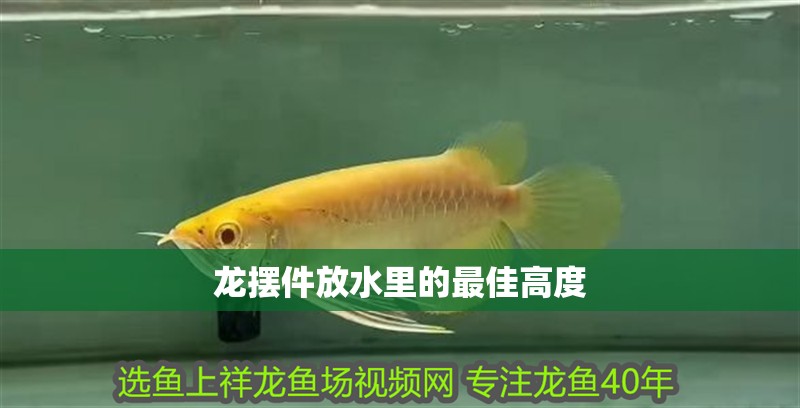 龍擺件放水里的最佳高度