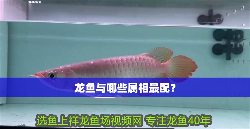 龍魚與哪些屬相最配？