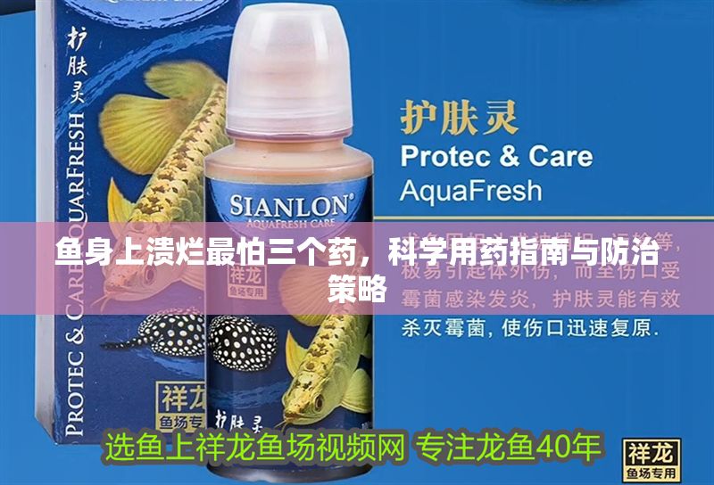 魚身上潰爛最怕三個藥,科學用藥指南與防治策略 龍魚百科 第1張 魚身上潰爛最怕三個藥,科學用藥指南與防治策略 魚身上潰爛最怕三個藥,科學用藥指南與防治策略 龍魚百科 第1張