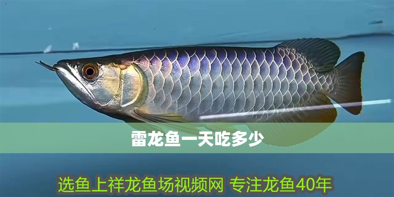 雷龍魚一天吃多少