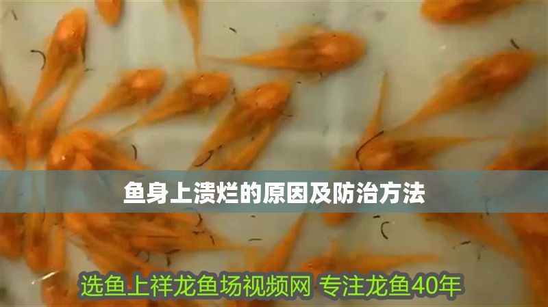 魚(yú)身上潰爛的原因及防治方法