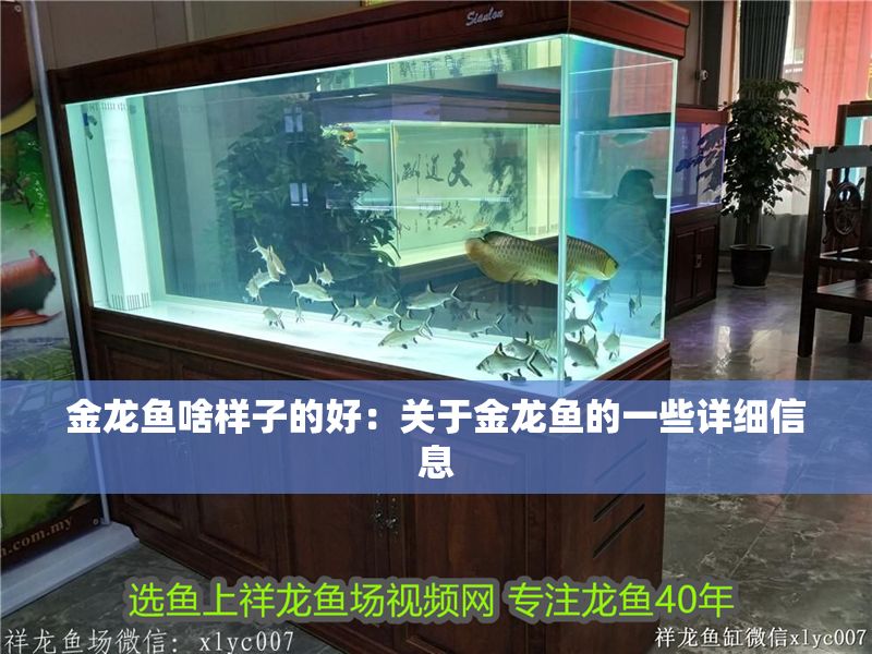 金龍魚啥樣子的好：關于金龍魚的一些詳細信息