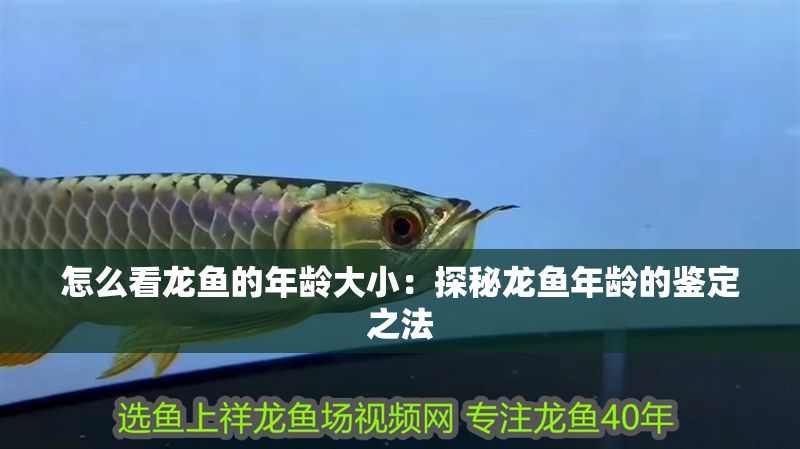 怎么看龍魚的年齡大小：探秘龍魚年齡的鑒定之法 怎么看龍魚的年齡大小：探秘龍魚年齡的鑒定之法 龍魚百科 第1張