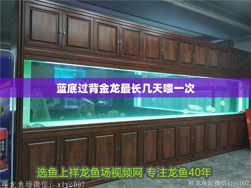 藍底過背金龍最長幾天喂一次
