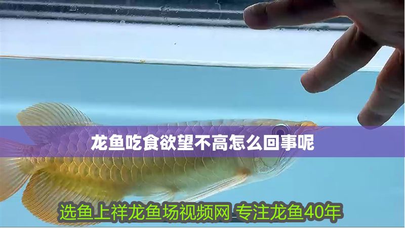 龍魚吃食欲望不高怎么回事呢