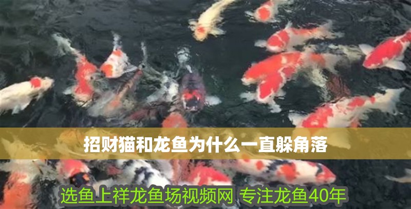 招財貓和龍魚為什么一直躲角落