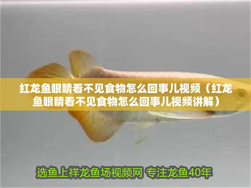 紅龍魚眼睛看不見食物怎么回事兒視頻（紅龍魚眼睛看不見食物怎么回事兒視頻講解）