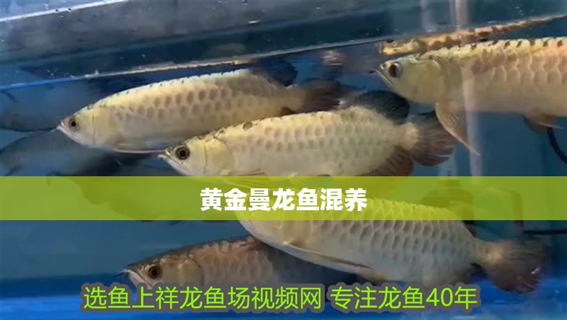 黃金曼龍魚混養